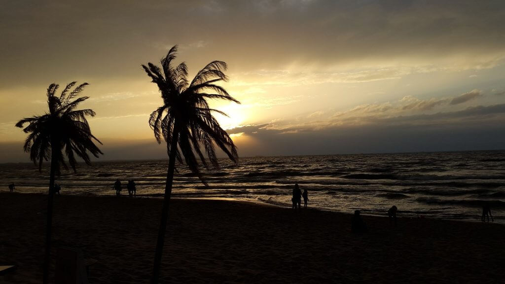 beach, palm tree, sea-2546410.jpg