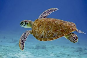 Sea Turtles in the Dominican Republic: When, Where, and How to See Them Responsibly